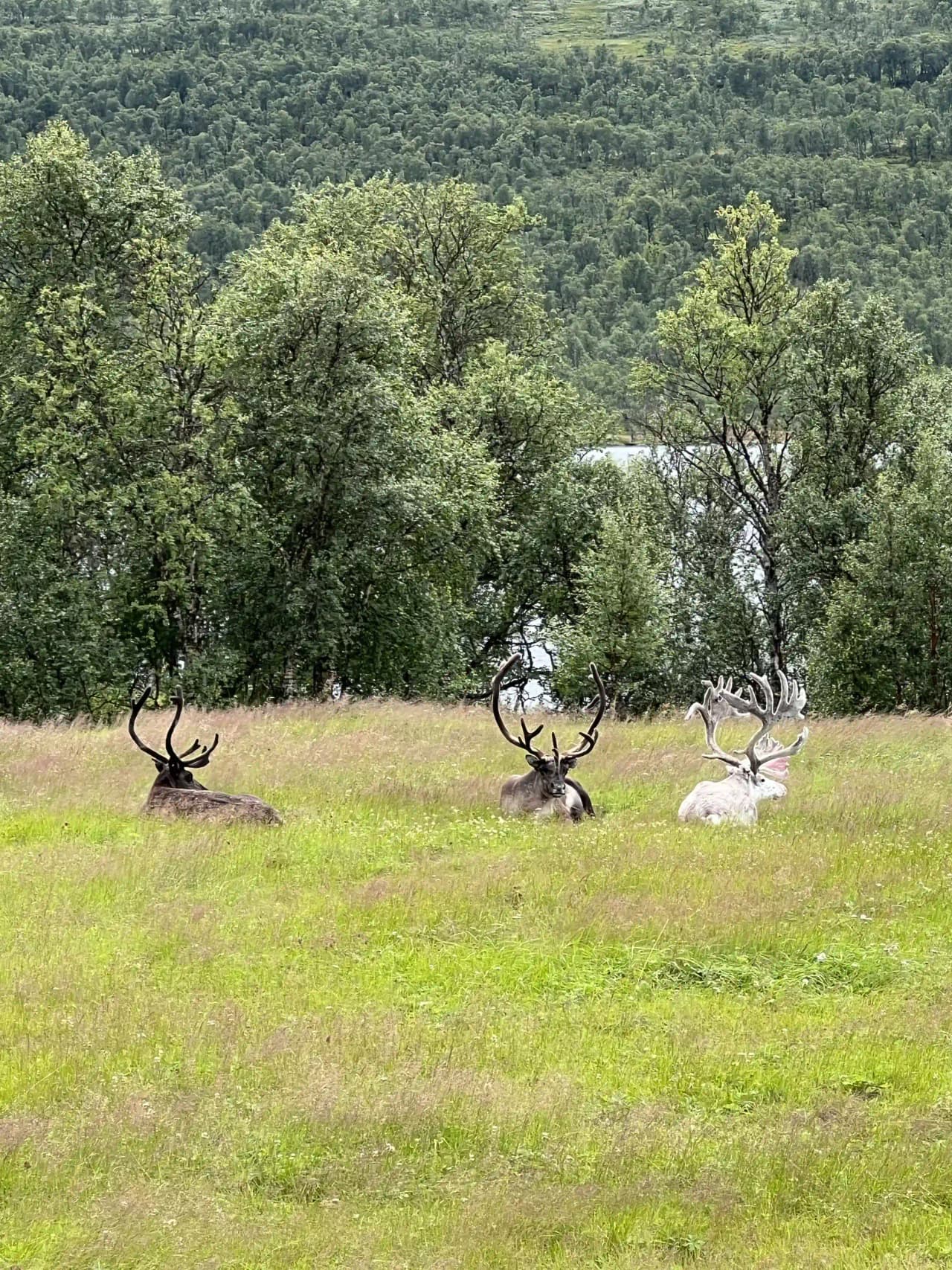 Upplev glamping i Fjällnäs! Njut av storslagen natur, bekväma faciliteter & äventyr året runt vid vår camping vid Malmagens strand. Boka din fjällvistelse!