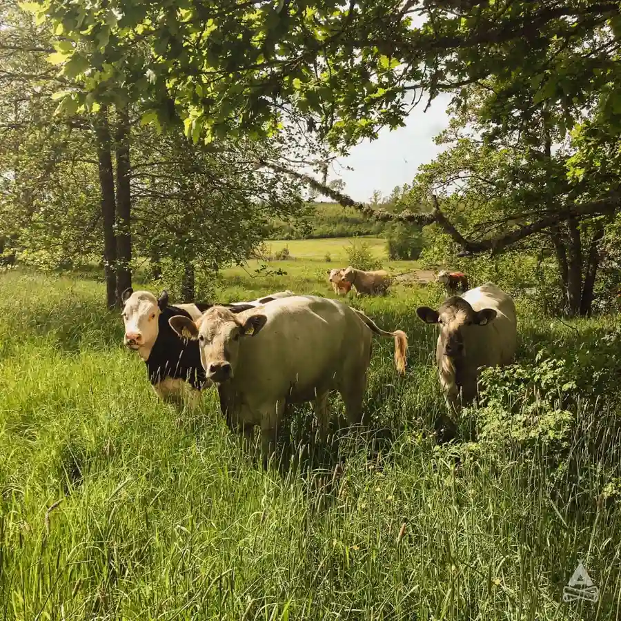 Upplev unik glamping vid Örekilsälven på Brålands Gård i Bohuslän. Naturnära boende i stuga, fiske, vandring & avkoppling i vackert naturreservat.